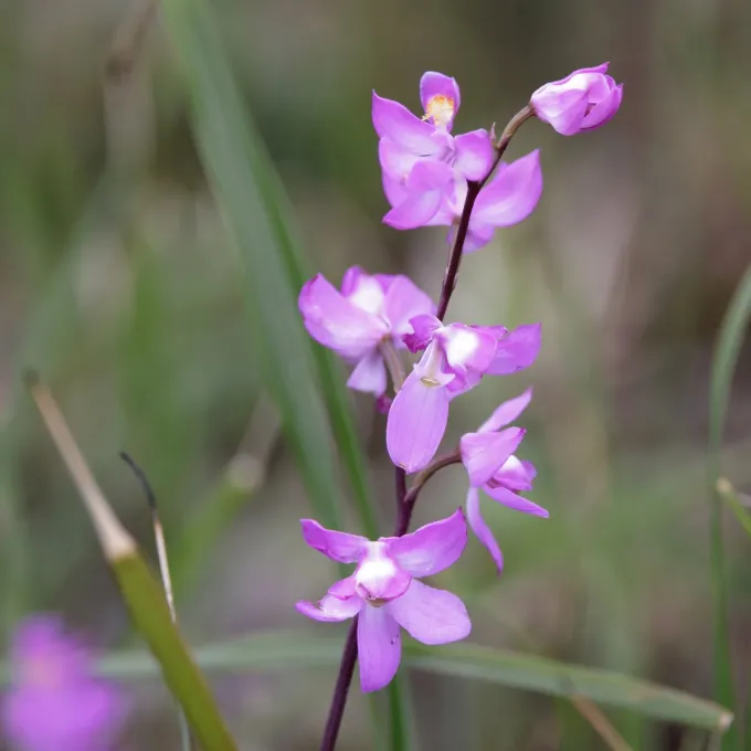 Calopogon multiflorus