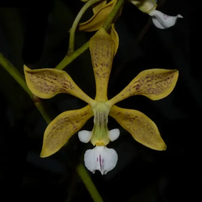 Encyclia oncidioides