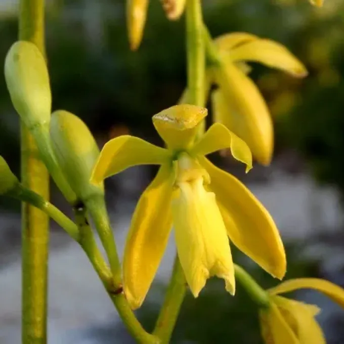 Encyclia rufa