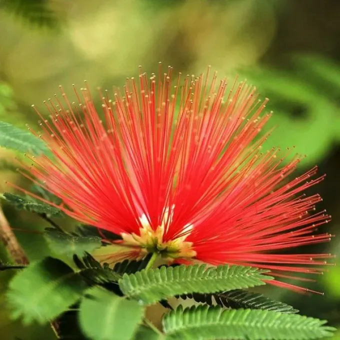 Calliandra bella