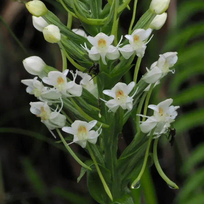 Habenaria monorrhiza
