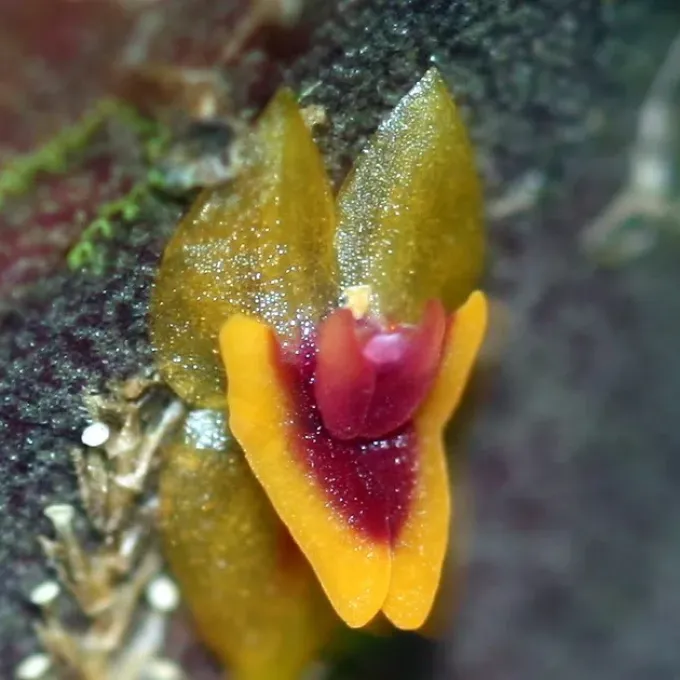 Lepanthes woodburyana