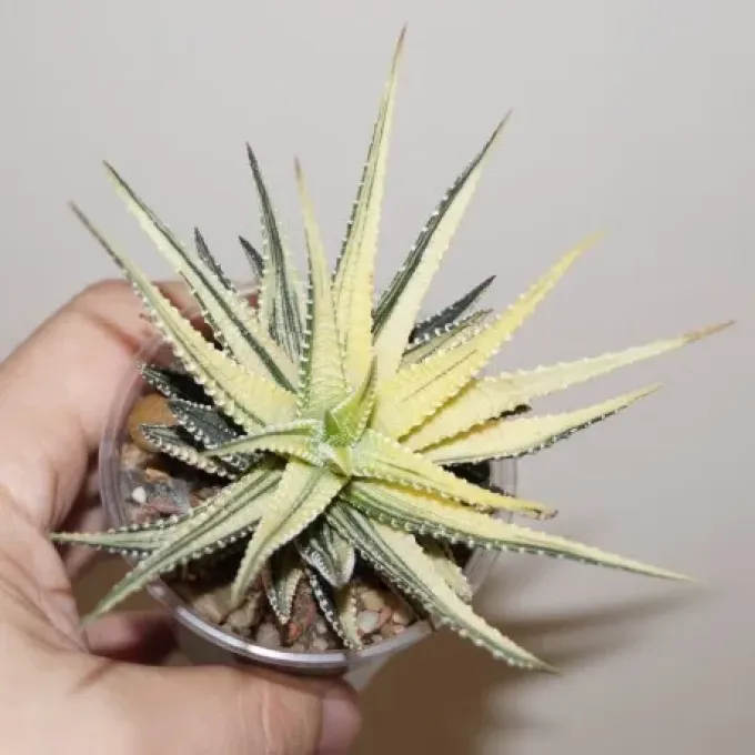 Haworthiopsis limifolia and fasciata hybrid