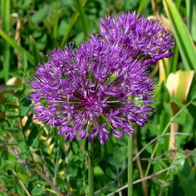 Allium jesdianum