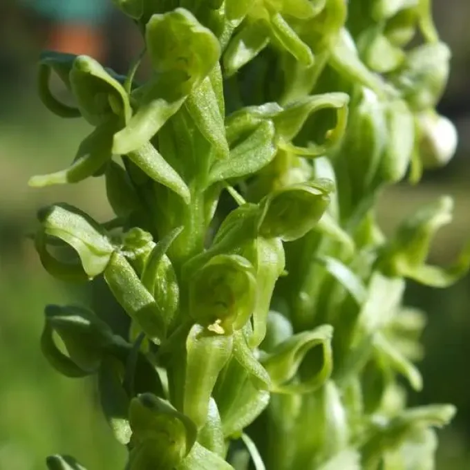 Huron Green Orchid