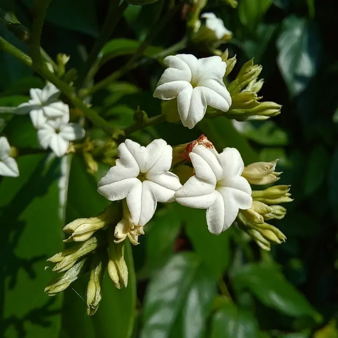 Heliotropium verdcourtii