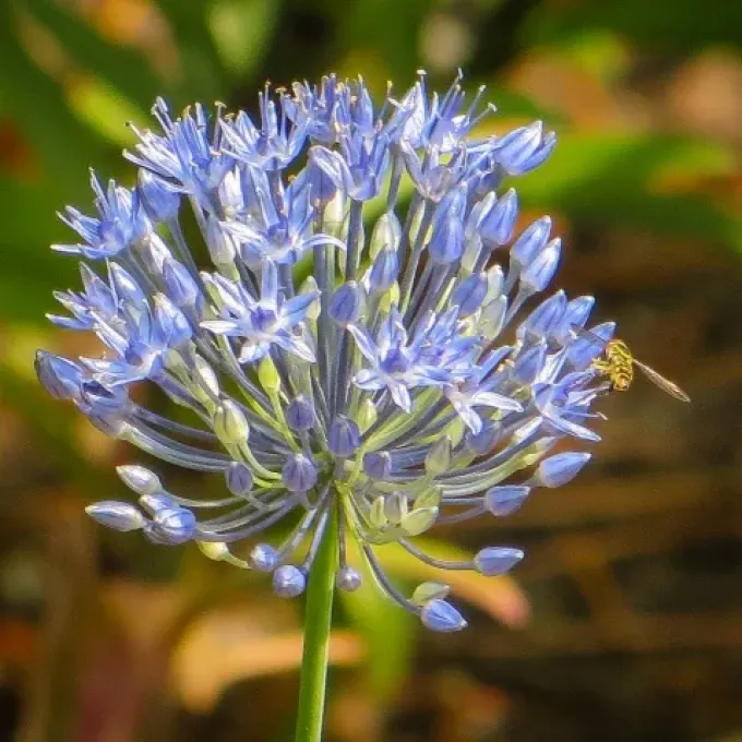 Litvinov's onion