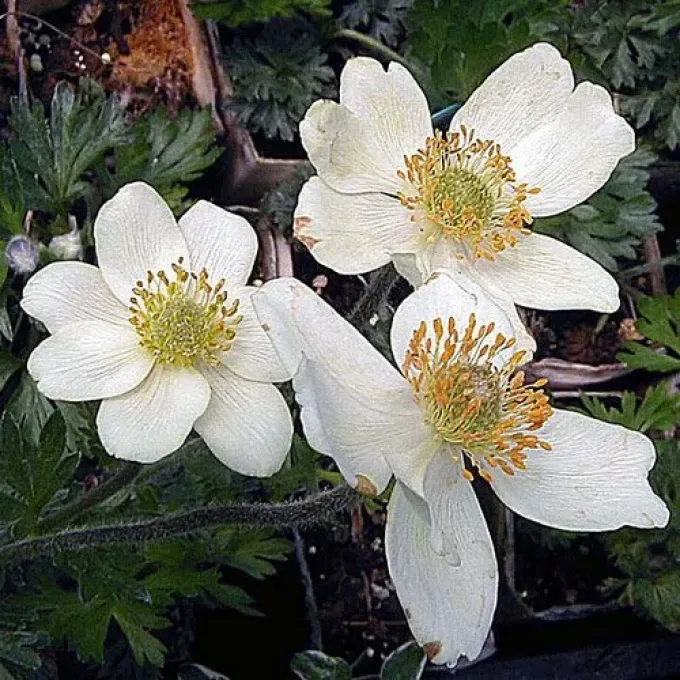 Drooping Anemonastrum