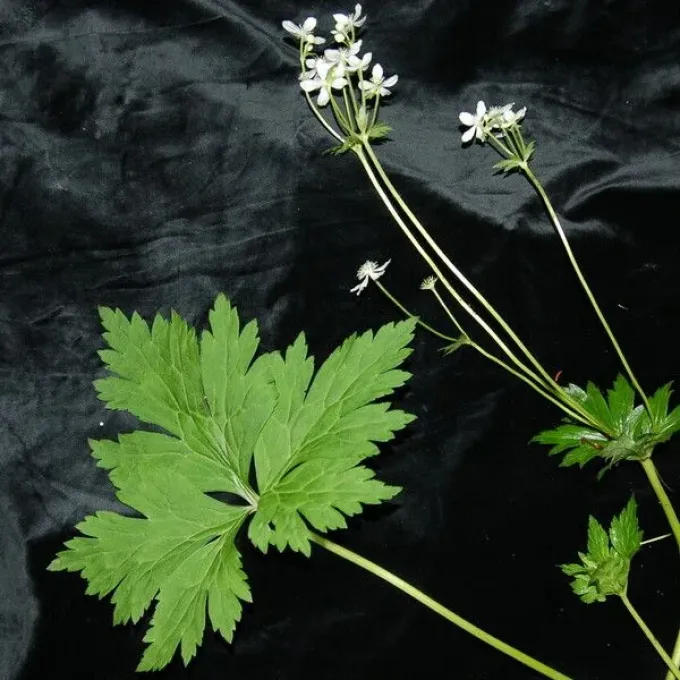 Elongated Anemonastrum