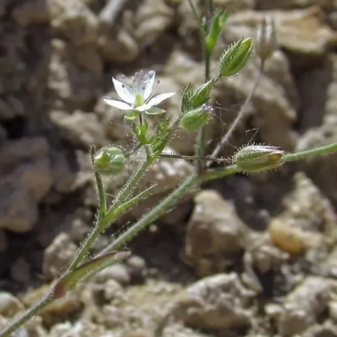 Minuartia bilykiana
