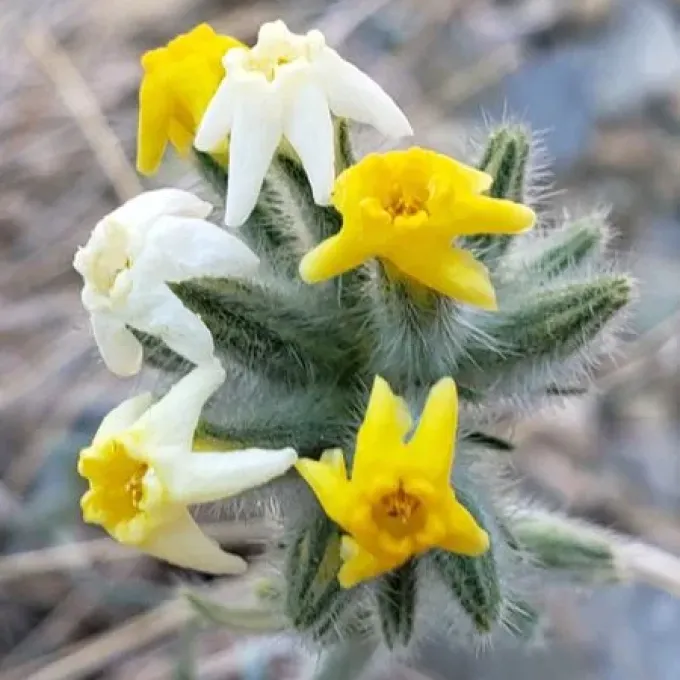 Cryptantha