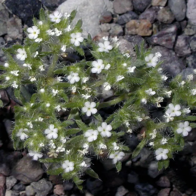 Cryptantha circumscissa