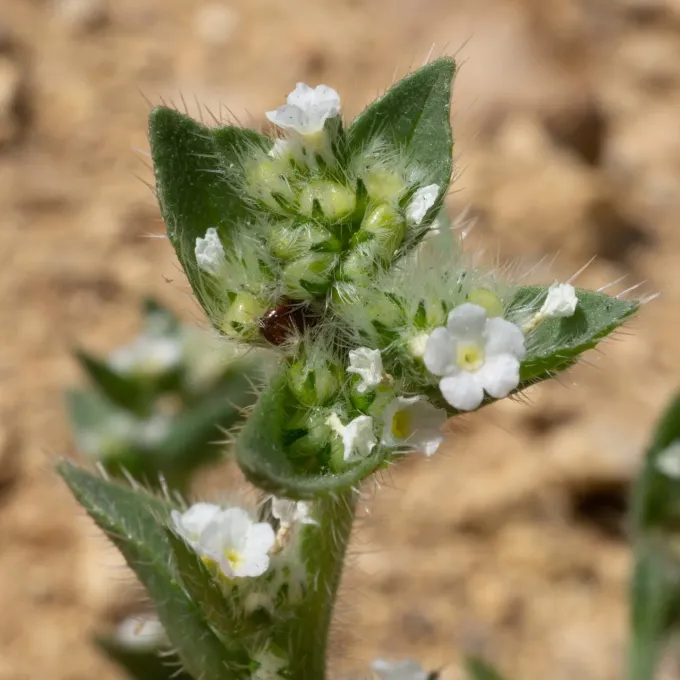 Plagiobothrys glomeratus