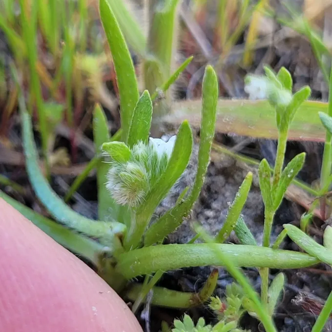Plagiobothrys lamprocarpus