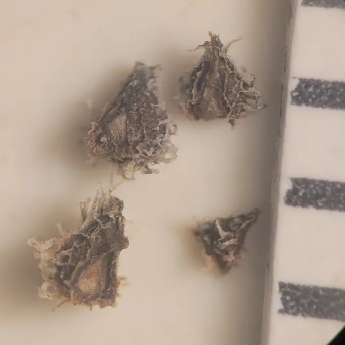 Plagiobothrys acanthocarpus