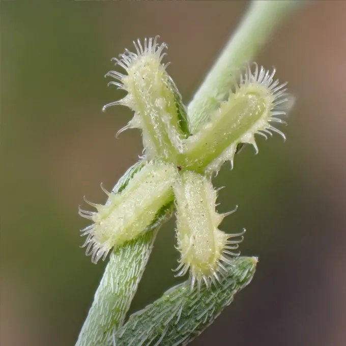 Pectocarya linearis