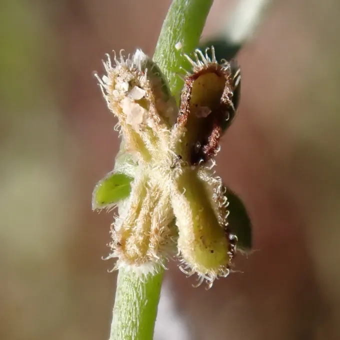 Winged combseed