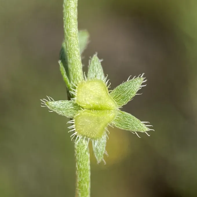 Little combseed