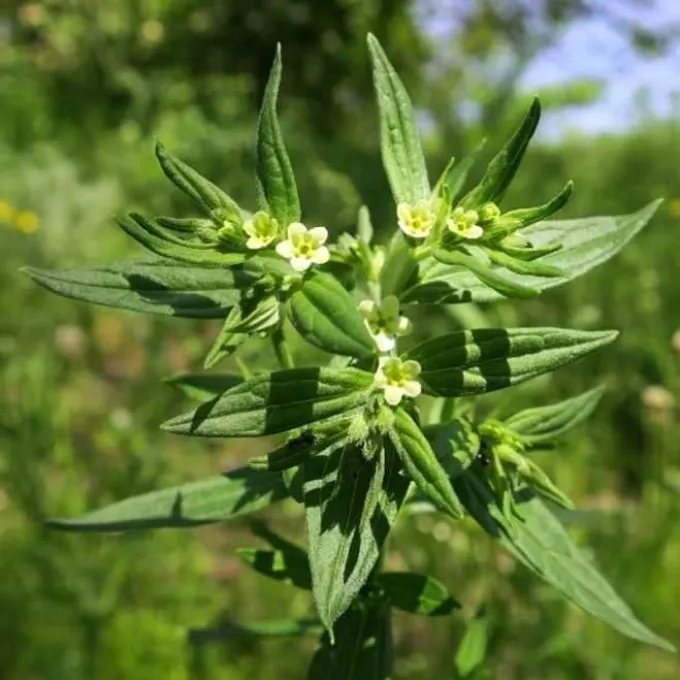 Lithospermum obtusifolium