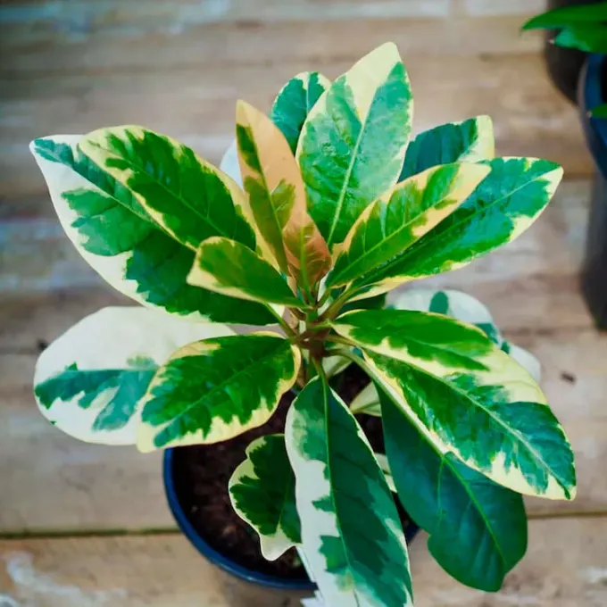 Pisonia umbellifera