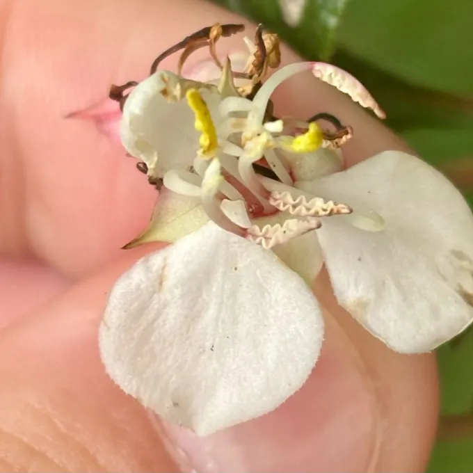 Heterocentron roseum