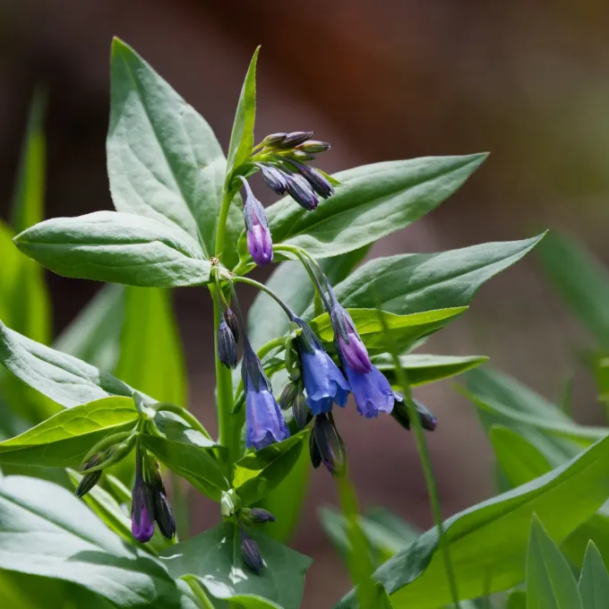 Arizona bluebells