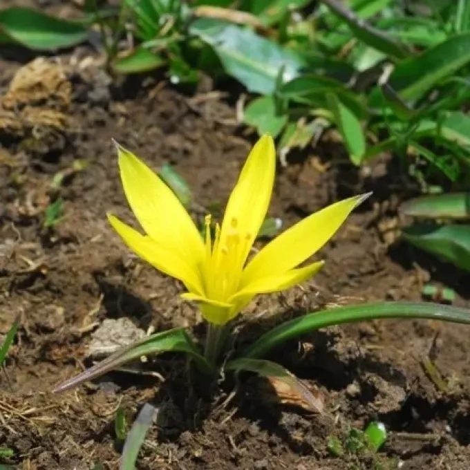 Koch's star-of-Bethlehem