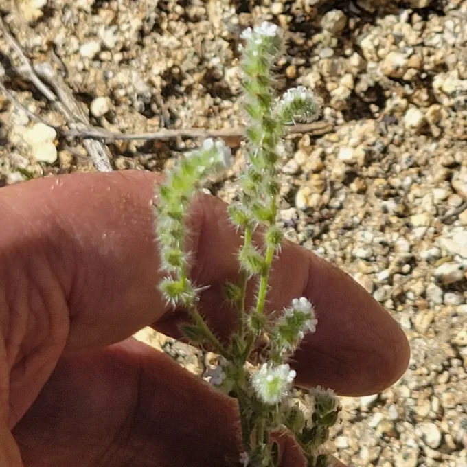 Cryptantha muricata