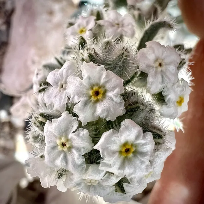 Hoffmann's cryptantha