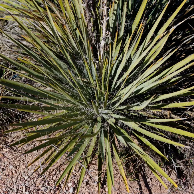 Harriman's Yucca