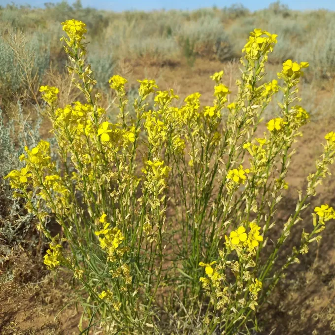 Erysimum siliculosum