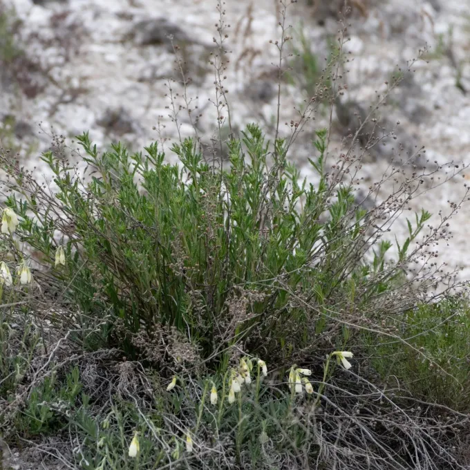 Scrophularia cretacea