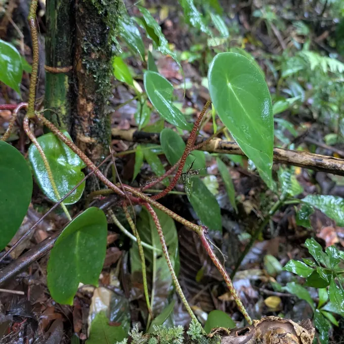 Peperomia hernandiifolia