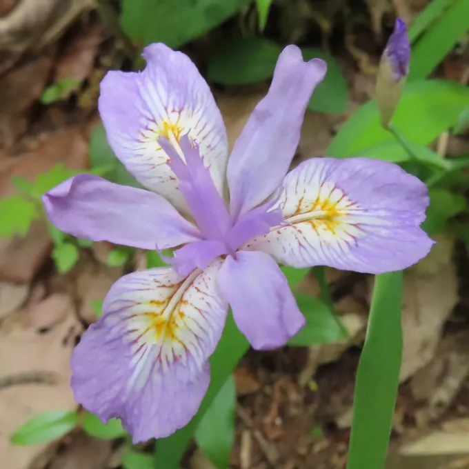 Slender iris