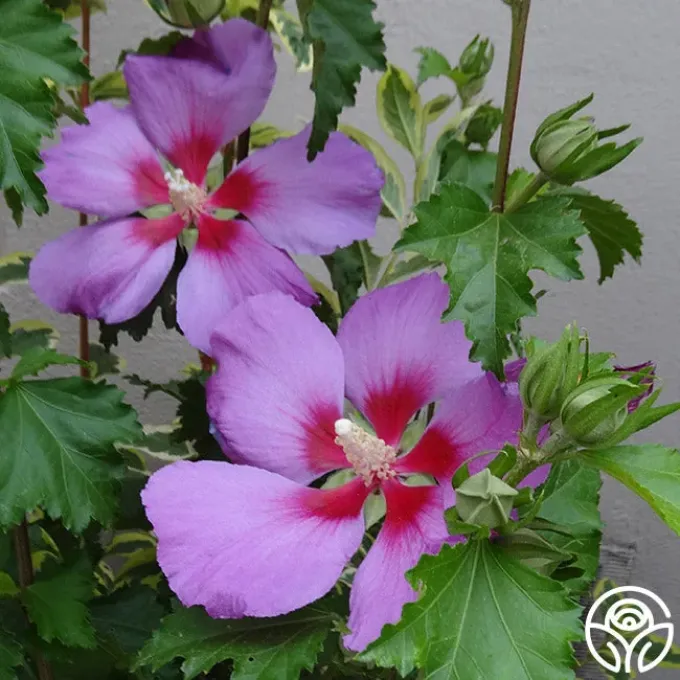 Hibiscus paramutabilis x syriacus hybrids