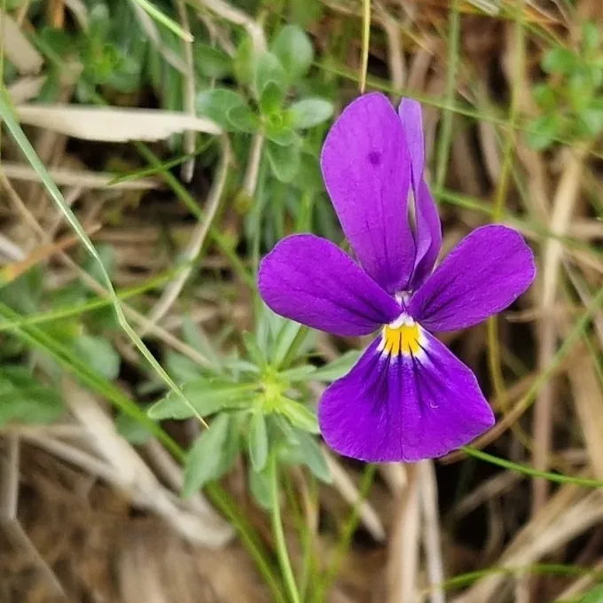 Viola declinata