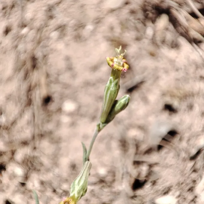 Silene pomelii