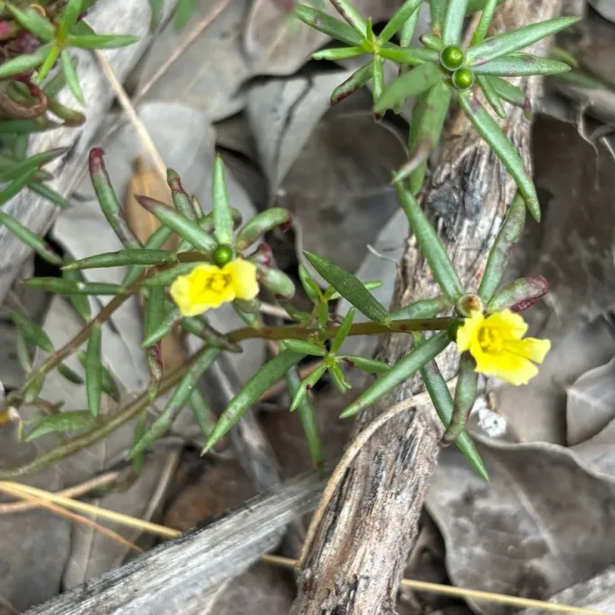 Red-stemmed purslane