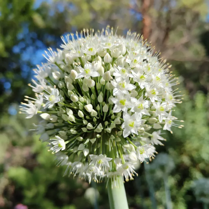Pskem onion