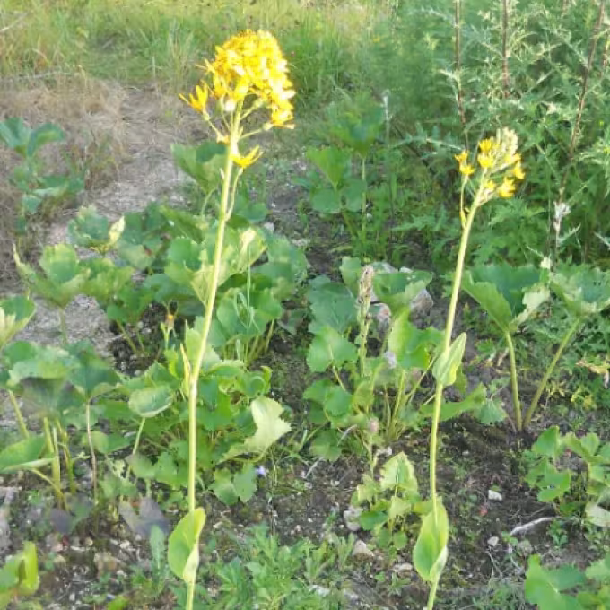 Бузульник Шмідта