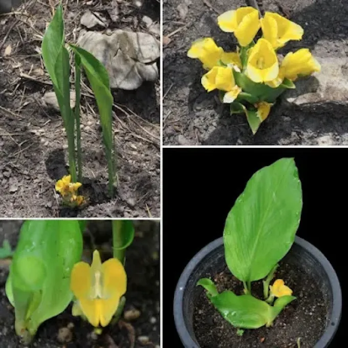 Curcuma flaviflora