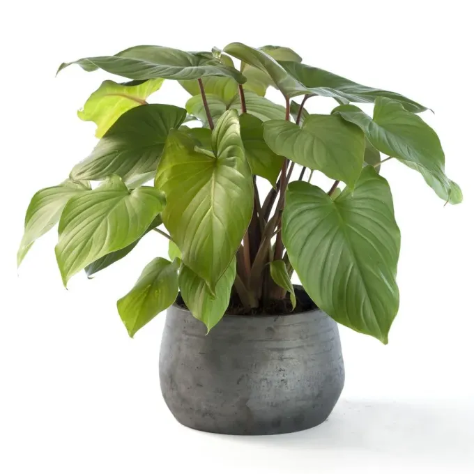 Homalomena rubescens