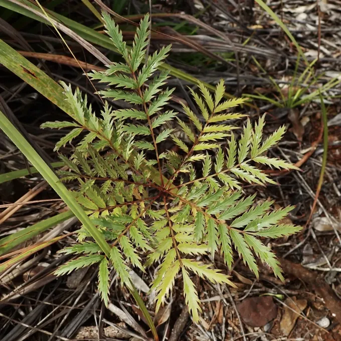 Myodocarpus fraxinifolius