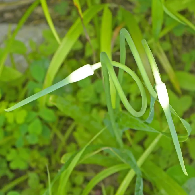 Garlic