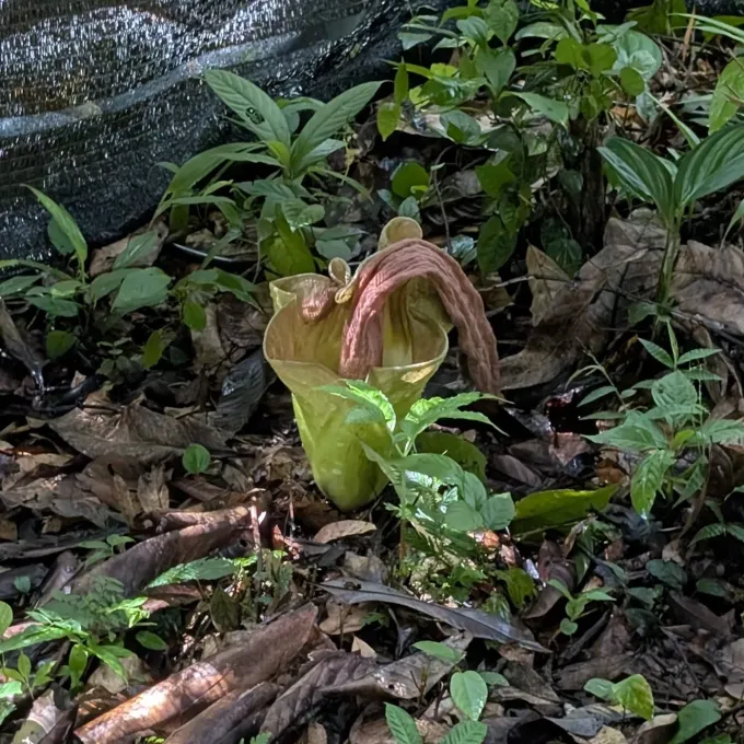 Amorphophallus lambii