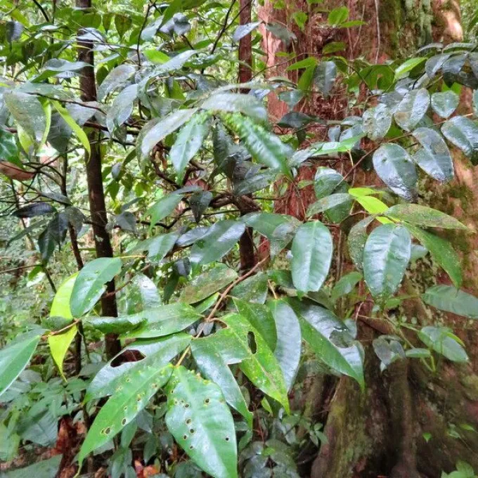 Caribbean Sloanea
