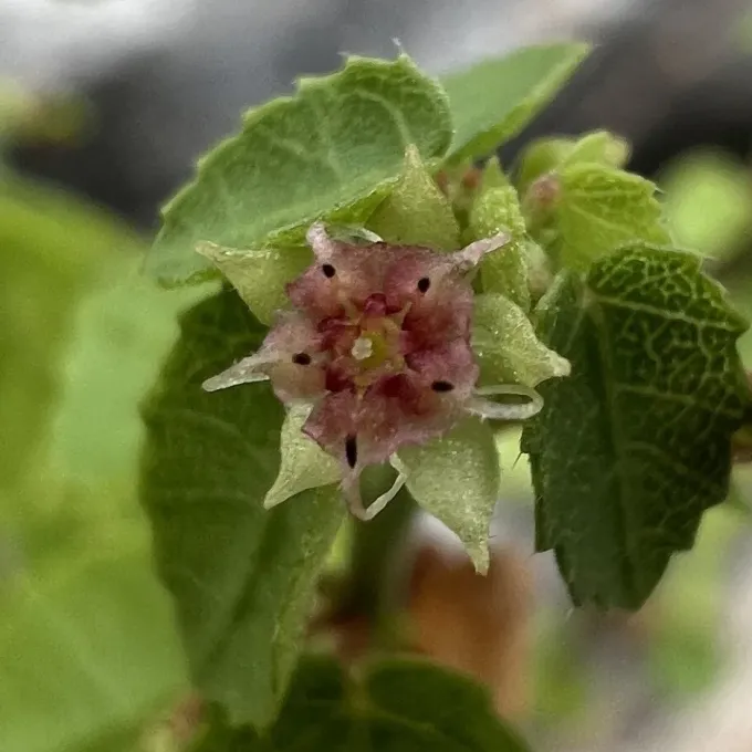 Ayenia insulicola