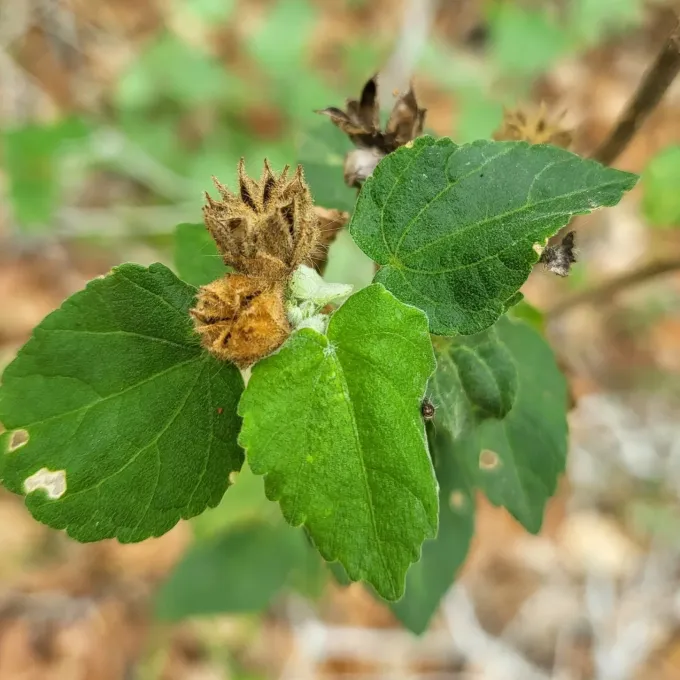 Pseudabutilon umbellatum
