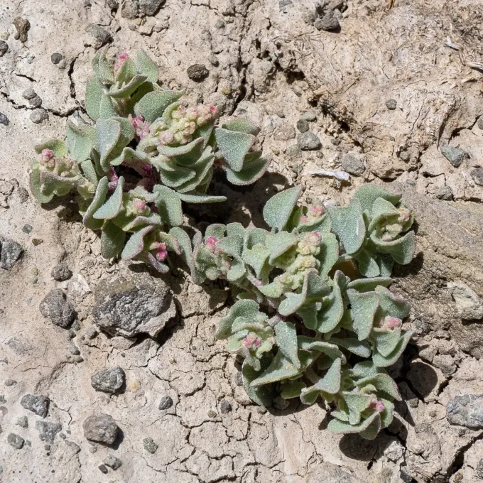 Atriplex saccaria