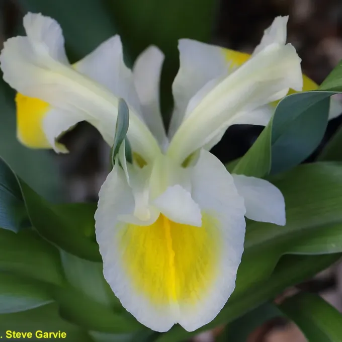 Iris peshmeniana